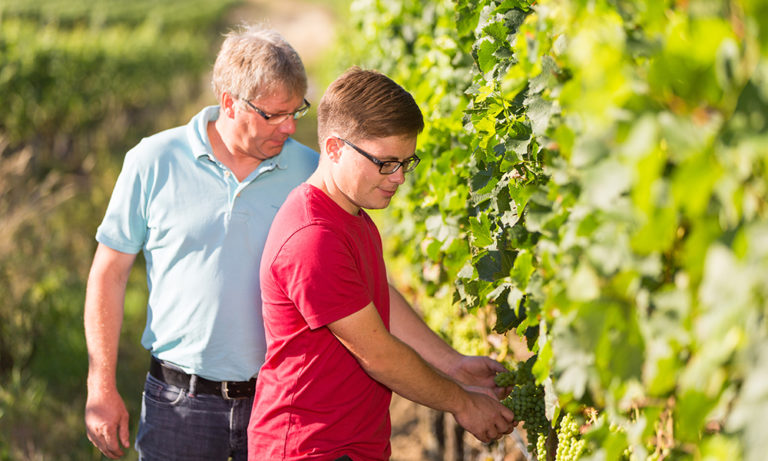 Arbeiten im Weinberg