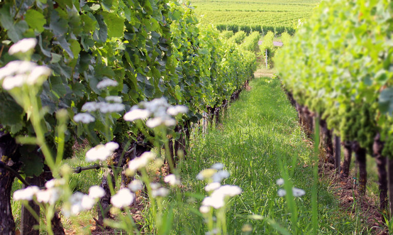 Weinberg Begrünung